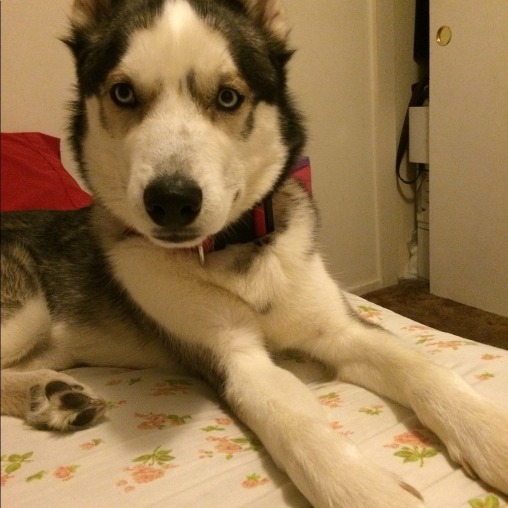 Meet your Posher, Viviana